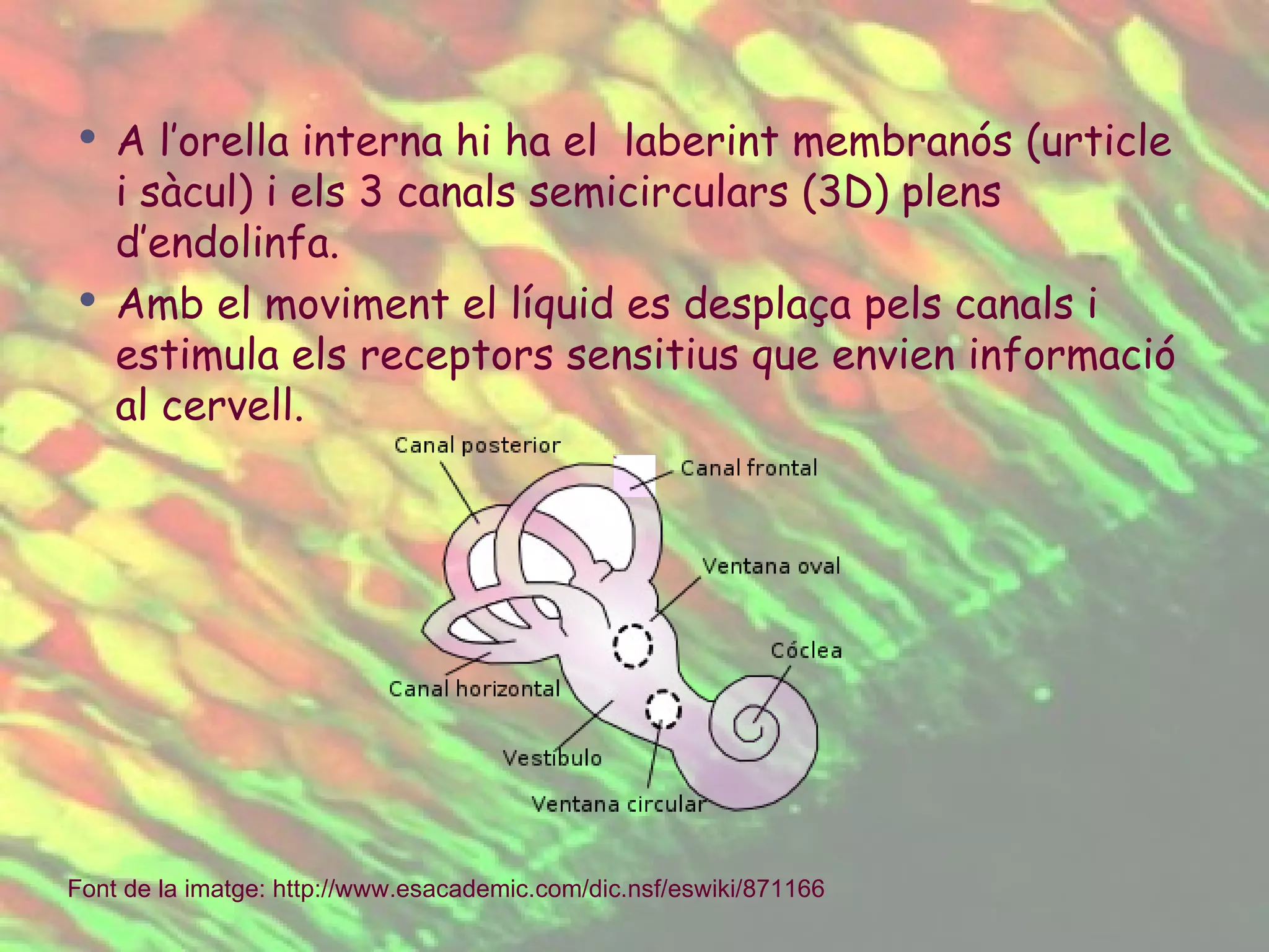 A l’orella interna hi ha el  laberint membranós (urticle i sàcul) i els 3 canals semicirculars (3D) plens d’endolinfa. Amb el moviment el líquid es desplaça pels canals i estimula els receptors sensitius que envien informació al cervell. Font de la imatge:  http :// www.esacademic.com / dic.nsf / eswiki /871166   