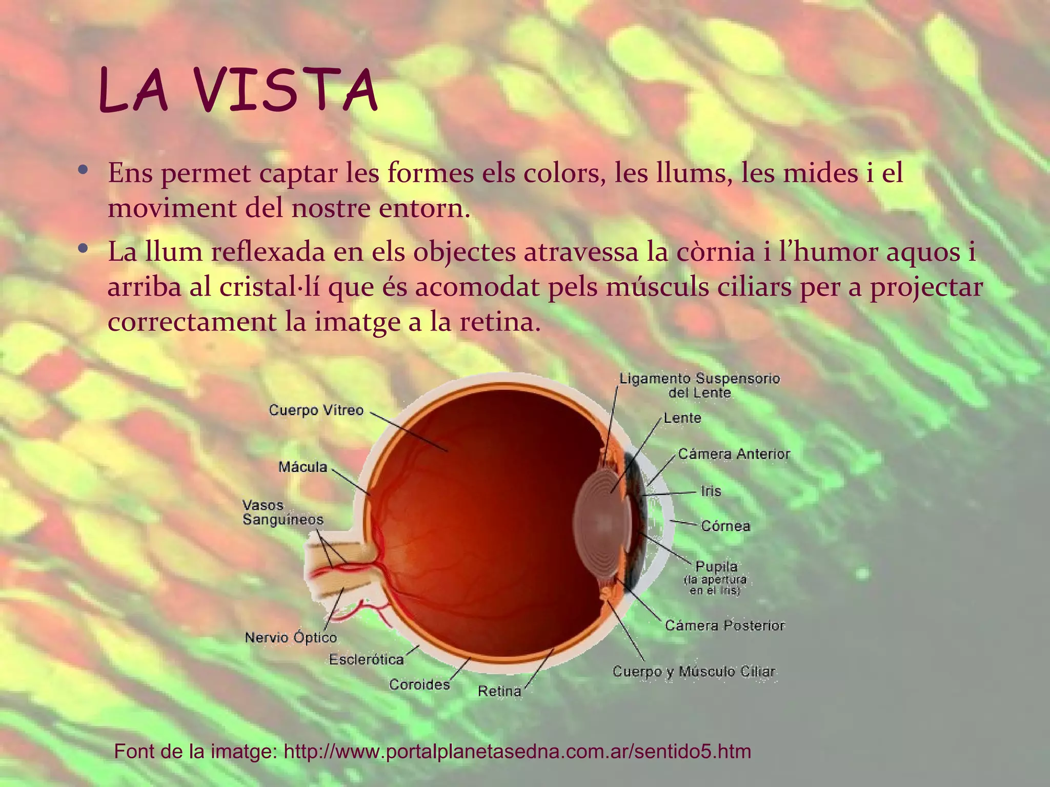 Ens permet captar les formes els colors, les llums, les mides i el moviment del nostre entorn. La llum reflexada en els objectes atravessa la còrnia i l’humor aquos i arriba al cristal·lí que és acomodat pels músculs ciliars per a projectar correctament la imatge a la retina. LA VISTA Font de la imatge:  http :// www.portalplanetasedna.com.ar /sentido5.htm   