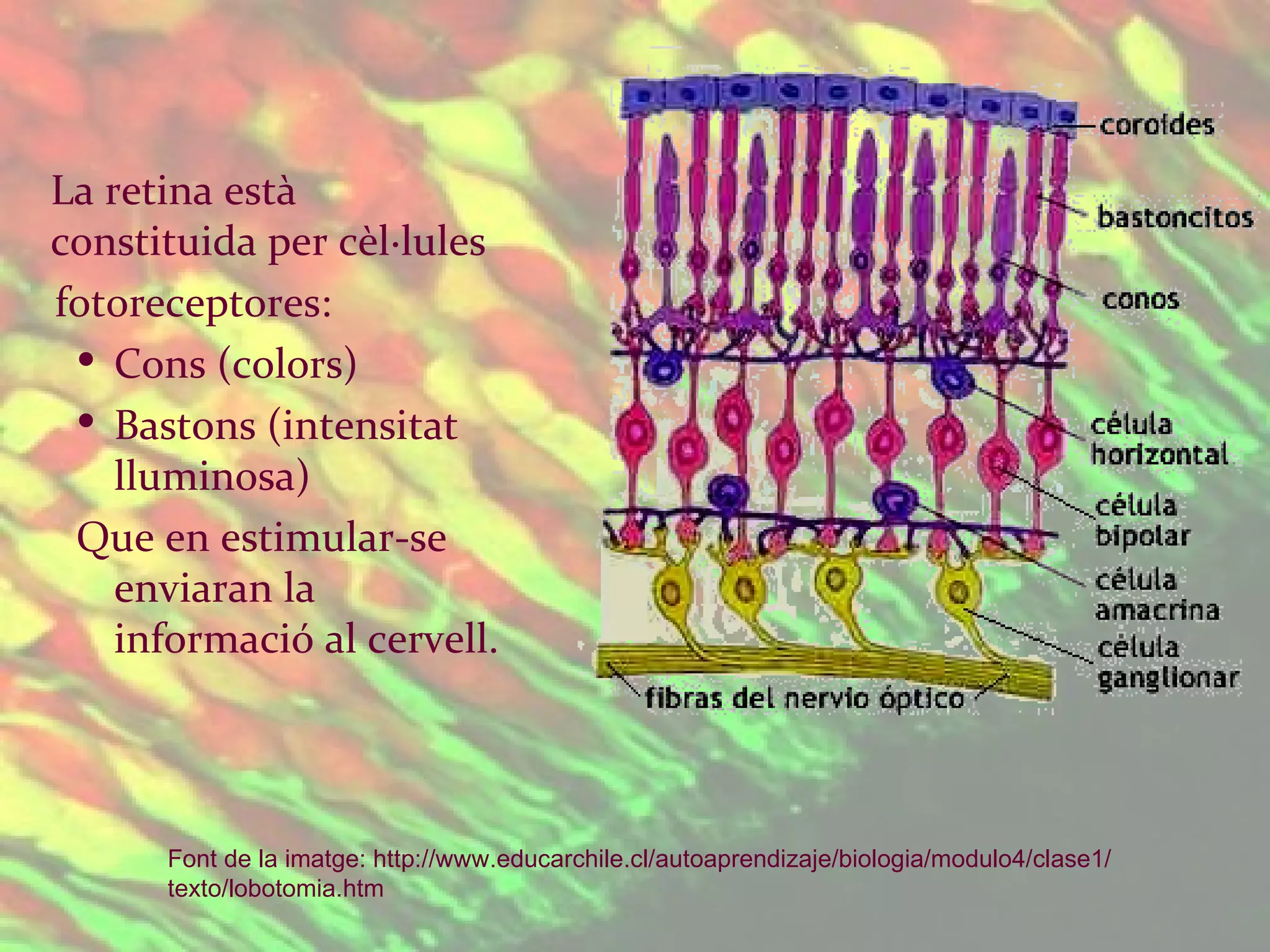 La retina està constituida per cèl·lules  fotoreceptores: Cons (colors) Bastons (intensitat lluminosa) Que en estimular-se enviaran la informació al cervell. Font de la imatge:  http :// www.educarchile.cl / autoaprendizaje /biologia/modulo4/clase1/ texto / lobotomia.htm   