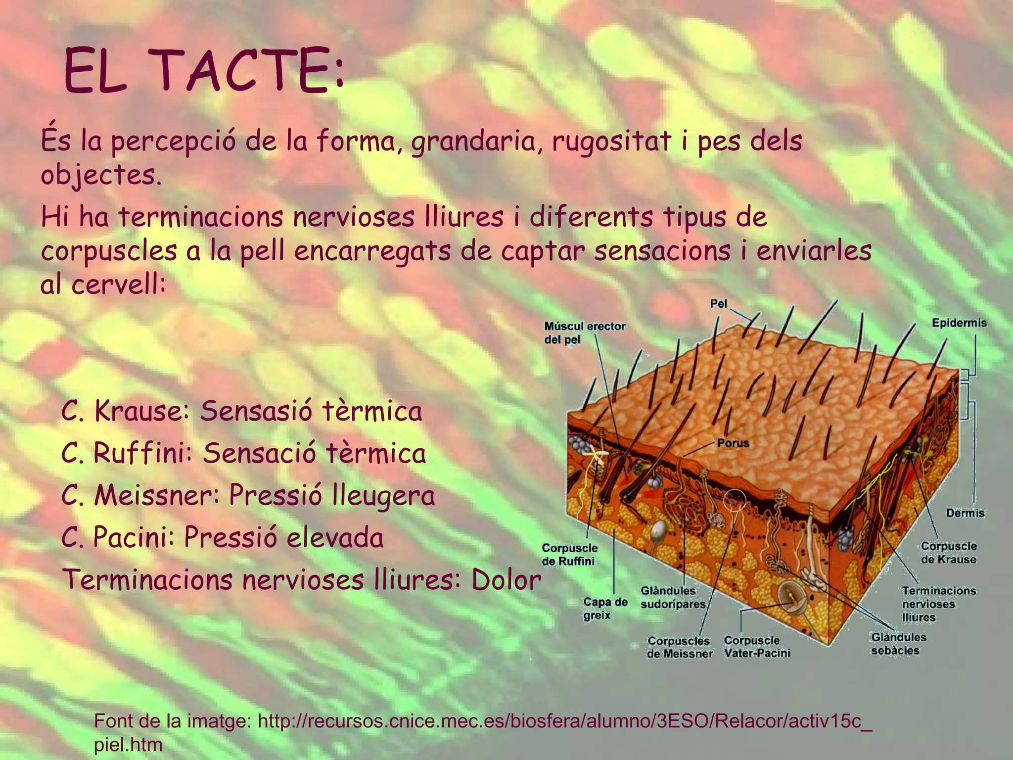 És la percepció de la forma, grandaria, rugositat i pes dels objectes. Hi ha terminacions nervioses lliures i diferents tipus de corpuscles a la pell encarregats de captar sensacions i enviarles al cervell: C. Krause: Sensasió tèrmica C. Ruffini: Sensació tèrmica C. Meissner: Pressió lleugera C. Pacini: Pressió elevada Terminacions nervioses lliures: Dolor EL TACTE:  Font de la imatge:  http :// recursos.cnice.mec.es /biosfera/ alumno /3ESO/ Relacor /activ15c_ piel.htm 