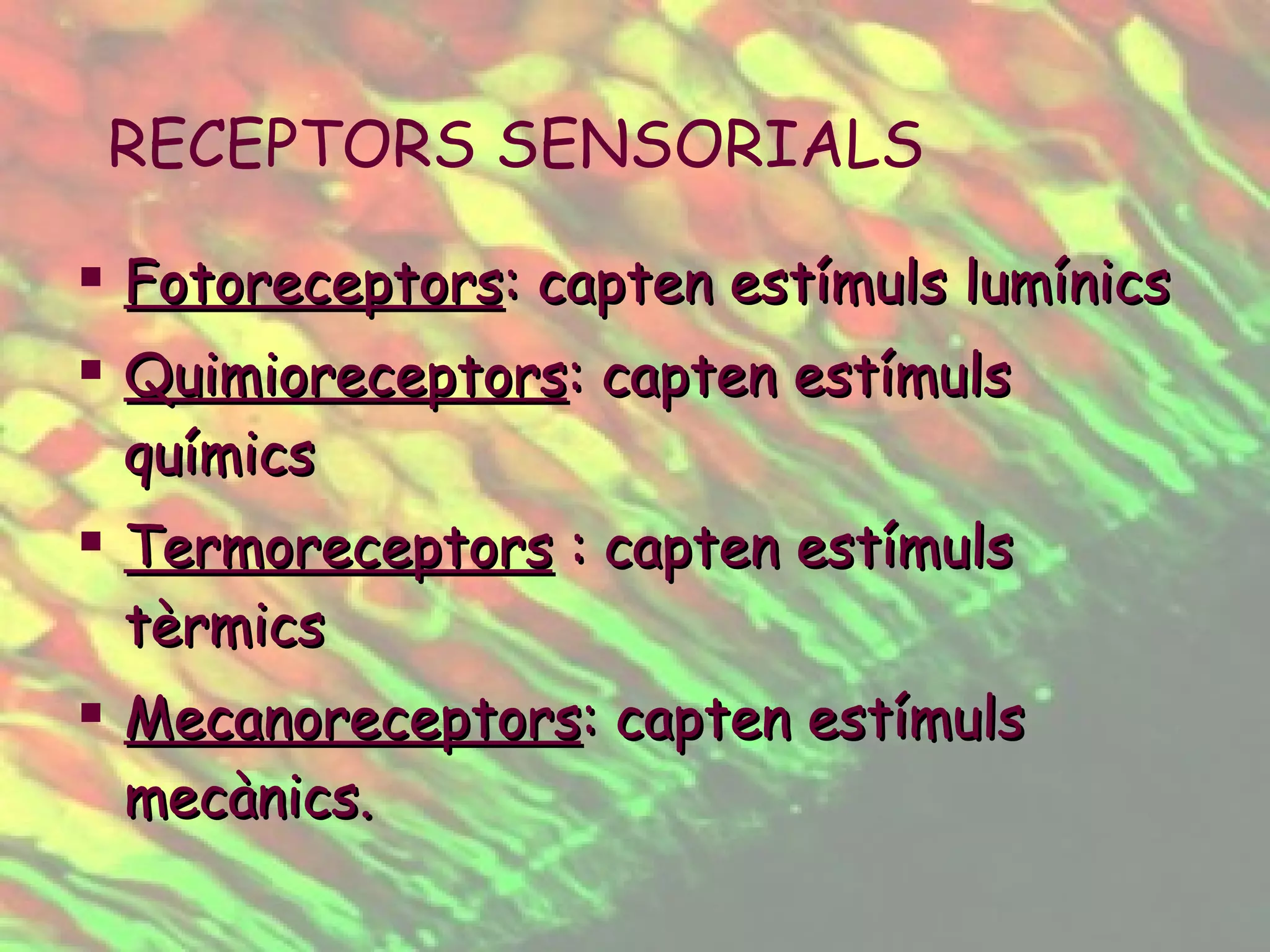 Fotoreceptors : capten estímuls lumínics Quimioreceptors : capten estímuls químics Termoreceptors  : capten estímuls tèrmics Mecanoreceptors : capten estímuls mecànics. RECEPTORS SENSORIALS 