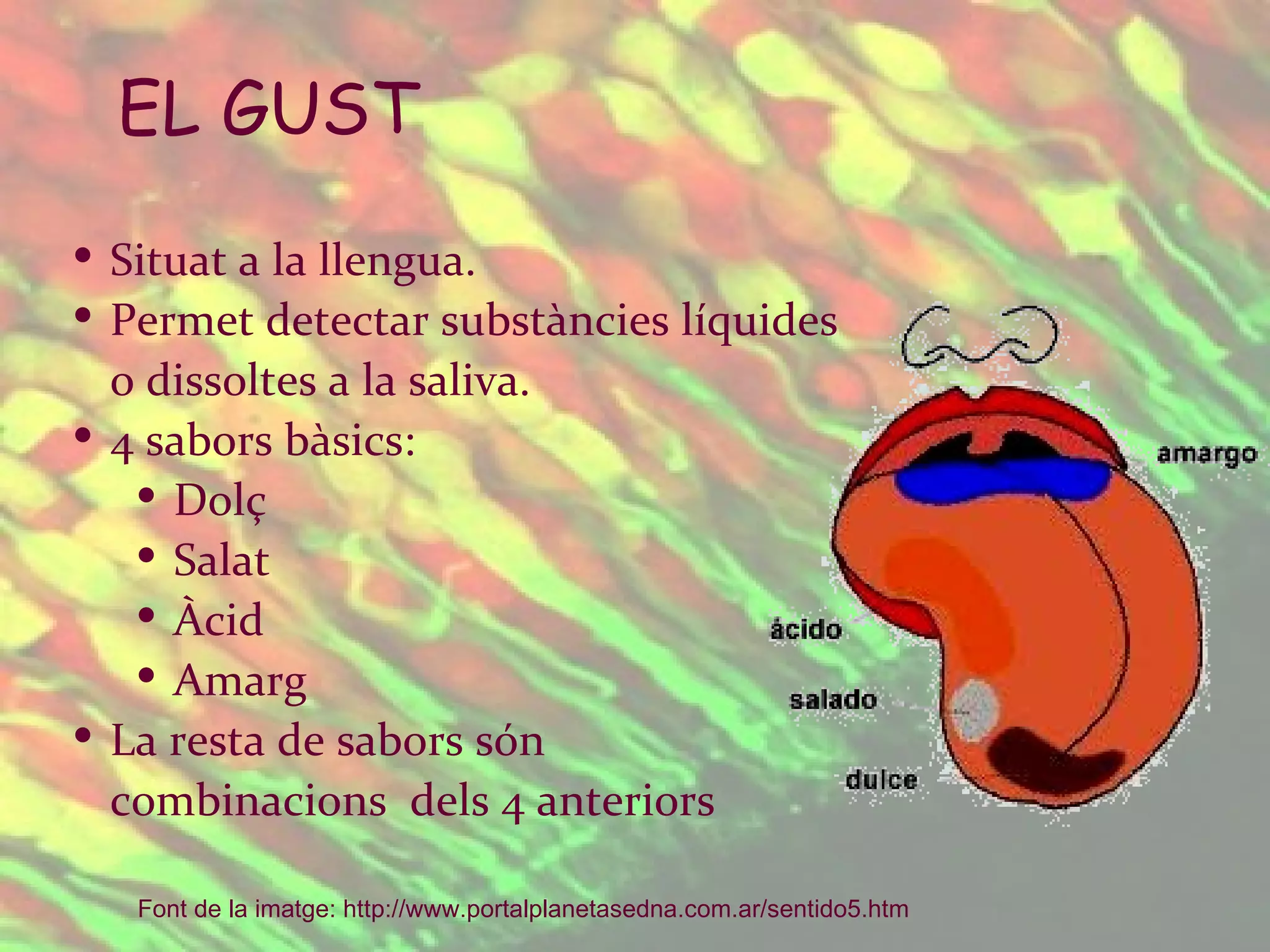 Situat a la llengua. Permet detectar substàncies líquides  o dissoltes a la saliva. 4 sabors bàsics: Dolç Salat Àcid Amarg La resta de sabors són  combinacions  dels 4 anteriors EL GUST Font de la imatge:  http :// www.portalplanetasedna.com.ar /sentido5.htm   