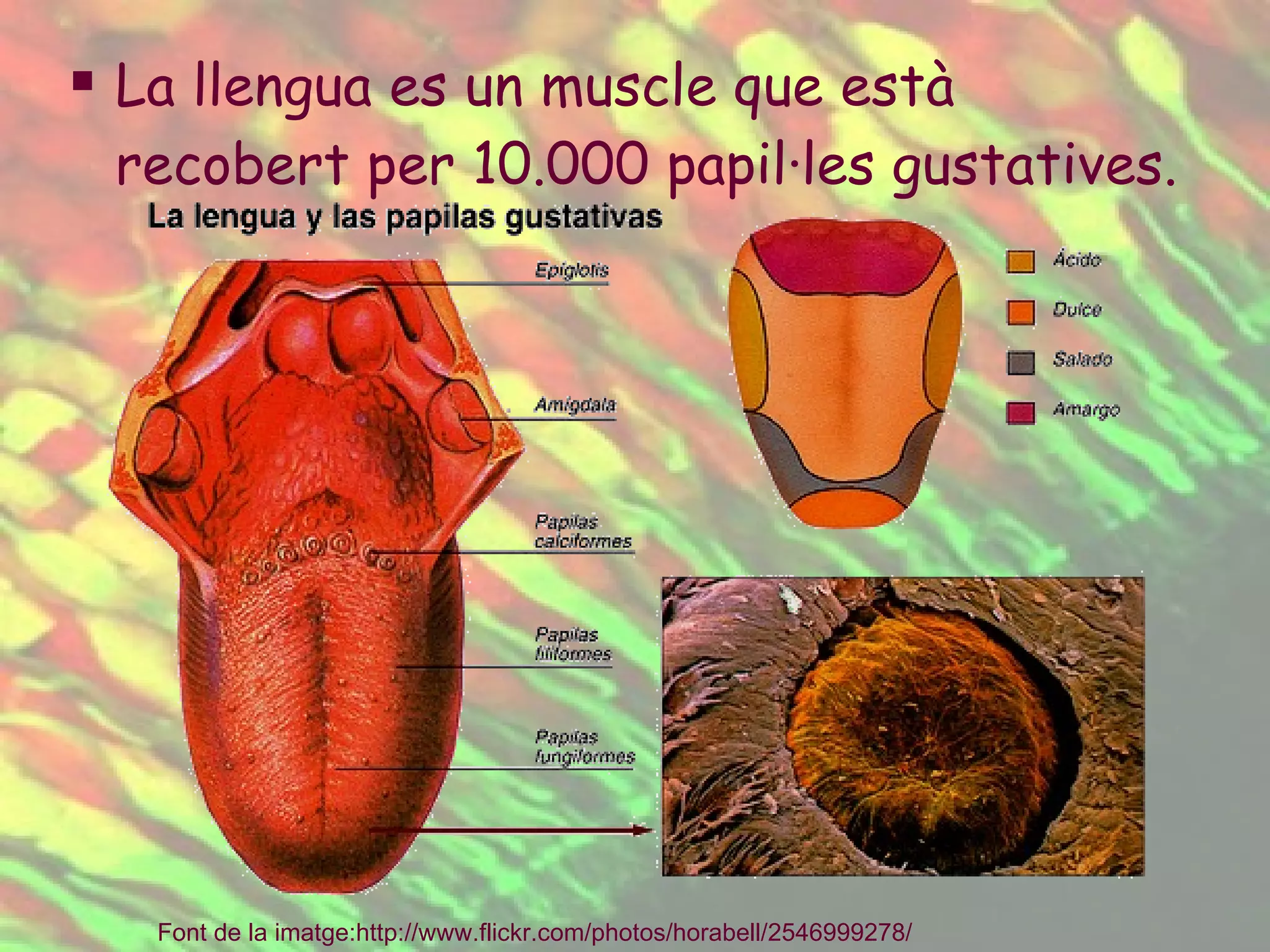 La llengua es un muscle que està recobert per 10.000 papil·les gustatives. Font de la imatge: http :// www.flickr.com / photos / horabell /2546999278/   