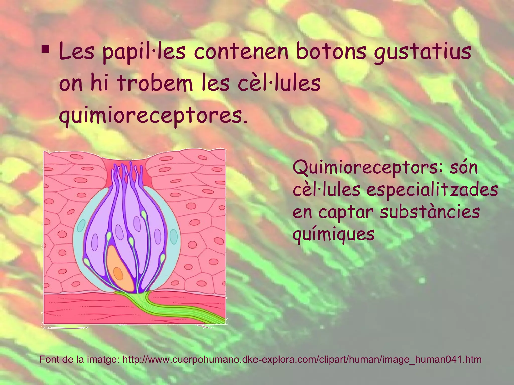 Les papil·les contenen botons gustatius on hi trobem les cèl·lules quimioreceptores. Quimioreceptors: són cèl·lules especialitzades en captar substàncies químiques Font de la imatge:  http :// www.cuerpohumano.dke-explora.com / clipart / human / image _human041.htm   