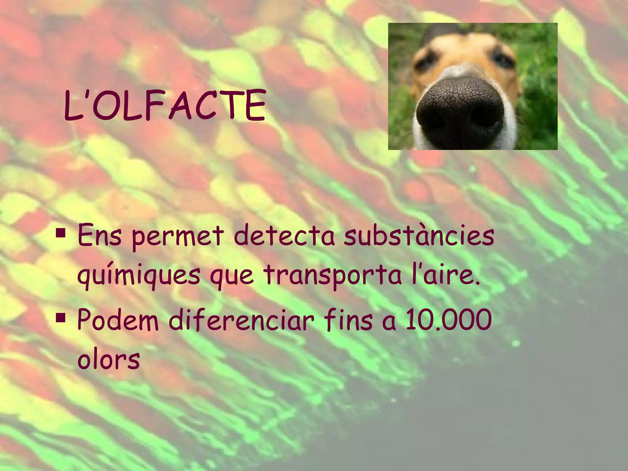 Ens permet detecta substàncies químiques que transporta l’aire. Podem diferenciar fins a 10.000 olors L’OLFACTE 