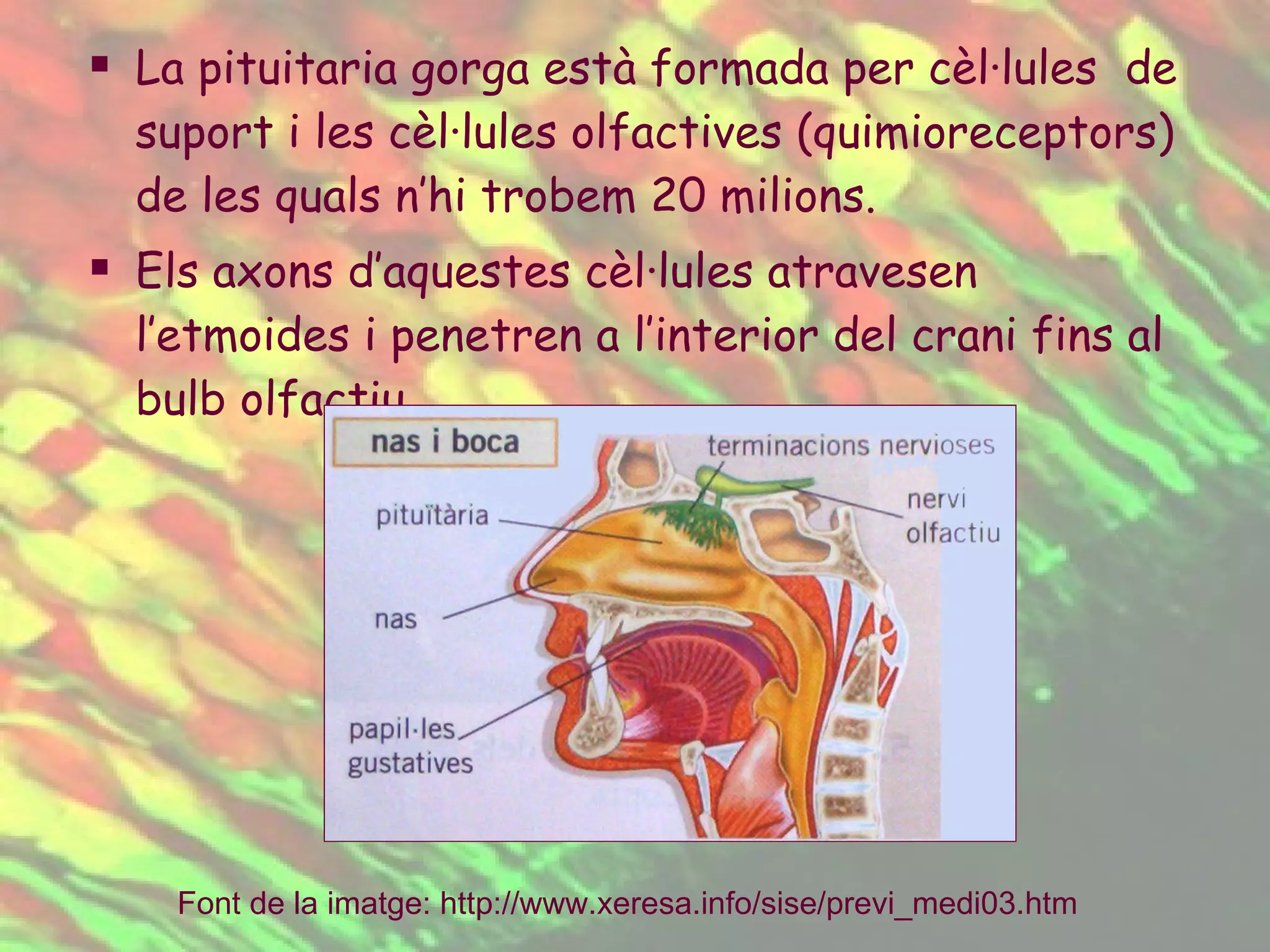 La pituitaria gorga està formada per cèl·lules  de suport i les cèl·lules olfactives (quimioreceptors) de les quals n’hi trobem 20 milions. Els axons d’aquestes cèl·lules atravesen l’etmoides i penetren a l’interior del crani fins al bulb olfactiu. Font de la imatge:  http :// www.xeresa.info / sise /previ_medi03.htm   