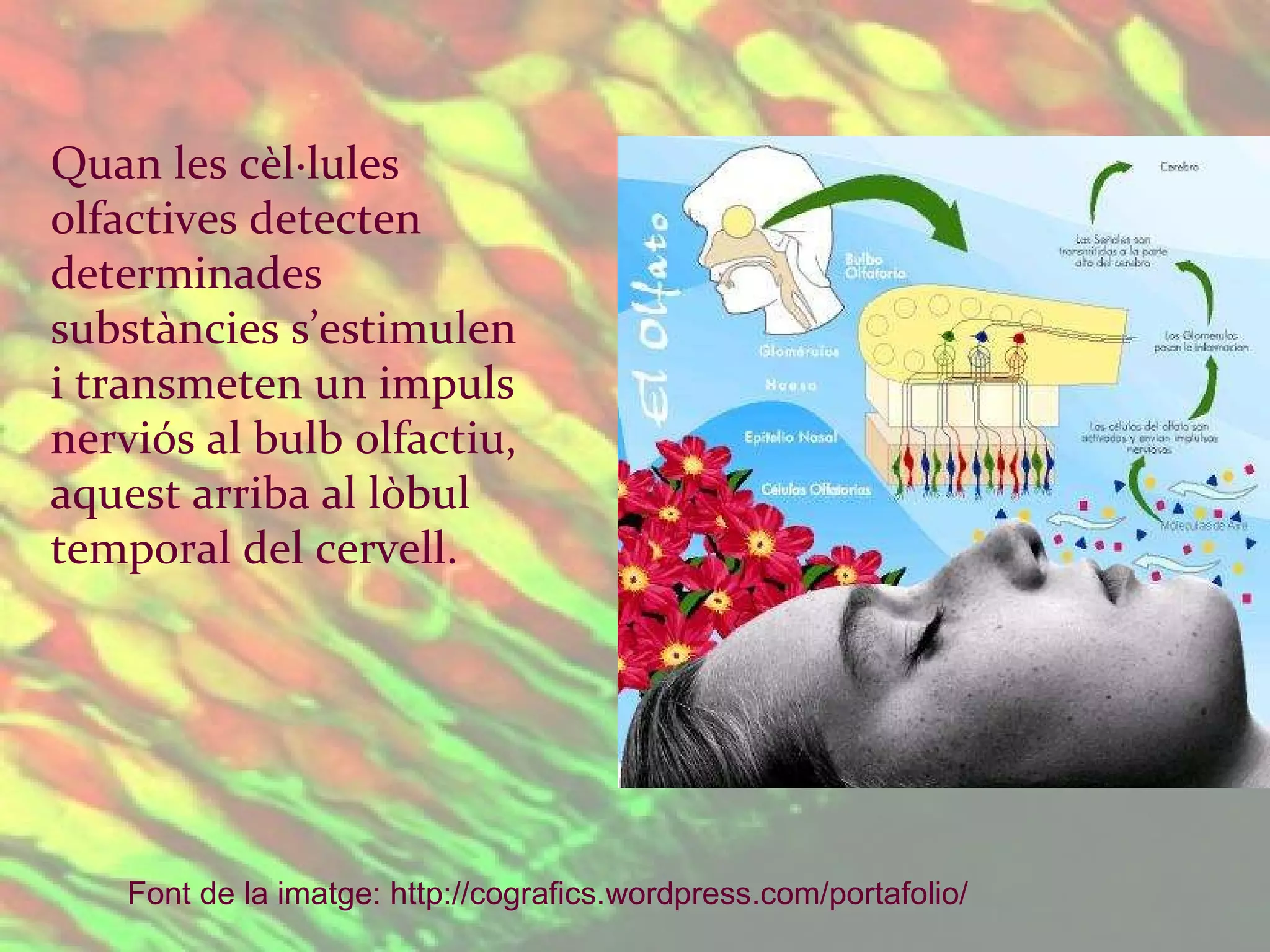 Quan les cèl·lules olfactives detecten determinades substàncies s’estimulen i transmeten un impuls nerviós al bulb olfactiu, aquest arriba al lòbul temporal del cervell. Font de la imatge:  http :// cografics.wordpress.com / portafolio /   