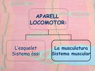 APARELL  LOCOMOTOR: L’esquelet Sistema òssi La musculatura Sistema muscular 