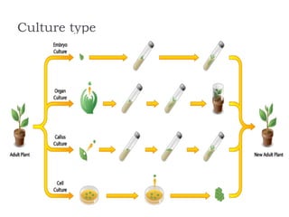 basic principles and protocol in plant tissue culture | PDF