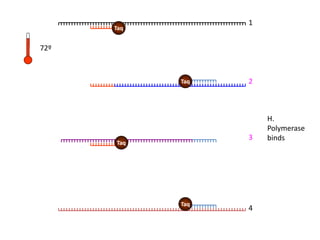 1
2
3
4
Taq
Taq
Taq
Taq
72º
H.
Polymerase
binds
 