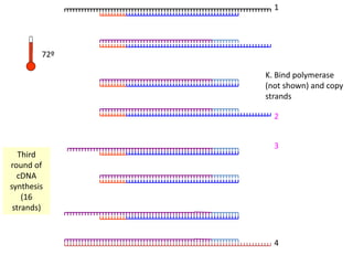 1
2
3
4
72º
K. Bind polymerase
(not shown) and copy
strands
Third
round of
cDNA
synthesis
(16
strands)
 