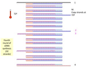 1
2
3
4
M.
Copy strands at
72º
Fourth
round of
cDNA
synthesis
(32
strands)
72º
 