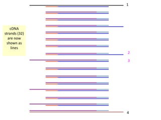 1
2
3
4
cDNA
strands (32)
are now
shown as
lines
 