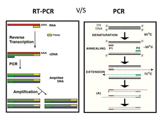 V/SRT-PCR PCR
 