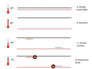 A. Double
strand DNA
B. Denature96º
50º
C. Anneal
primers
50º
D. Polymerase
binds
72º
Taq
Taq
 