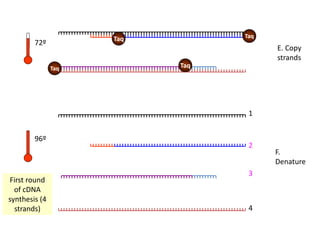 72º
Taq
Taq
E. Copy
strands
1
2
3
4
F.
Denature
96º
First round
of cDNA
synthesis (4
strands)
Taq
Taq
 