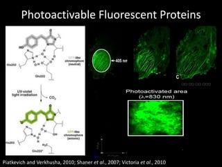 The Colourful World of Fluorescent Proteins | PPTX