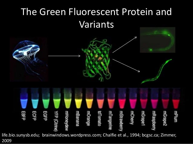 The Colourful World Of Fluorescent Proteins The Colourful World Of Fluorescent Proteins