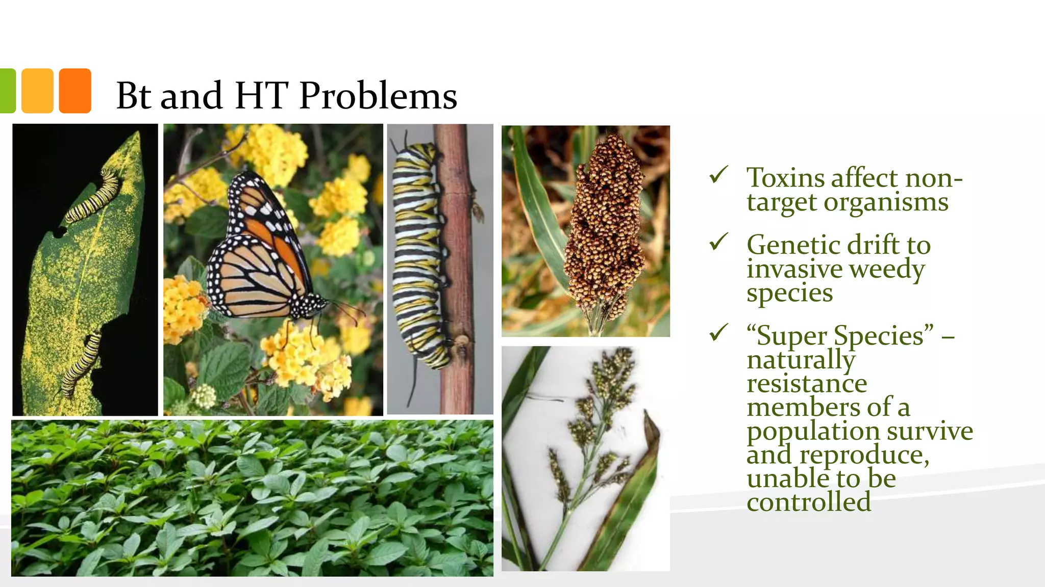 Bt and HT Problems
 Toxins affect non-
target organisms
 Genetic drift to
invasive weedy
species
 “Super Species” –
naturally
resistance
members of a
population survive
and reproduce,
unable to be
controlled
 