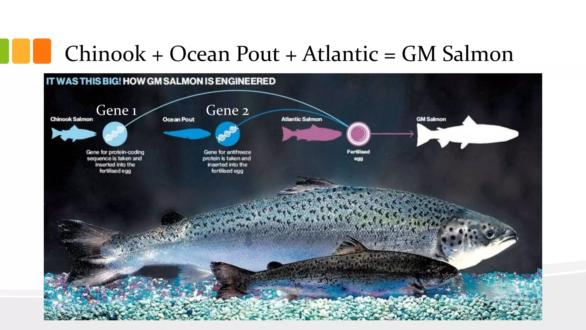 Chinook + Ocean Pout + Atlantic = GM Salmon
Gene 1 Gene 2
 