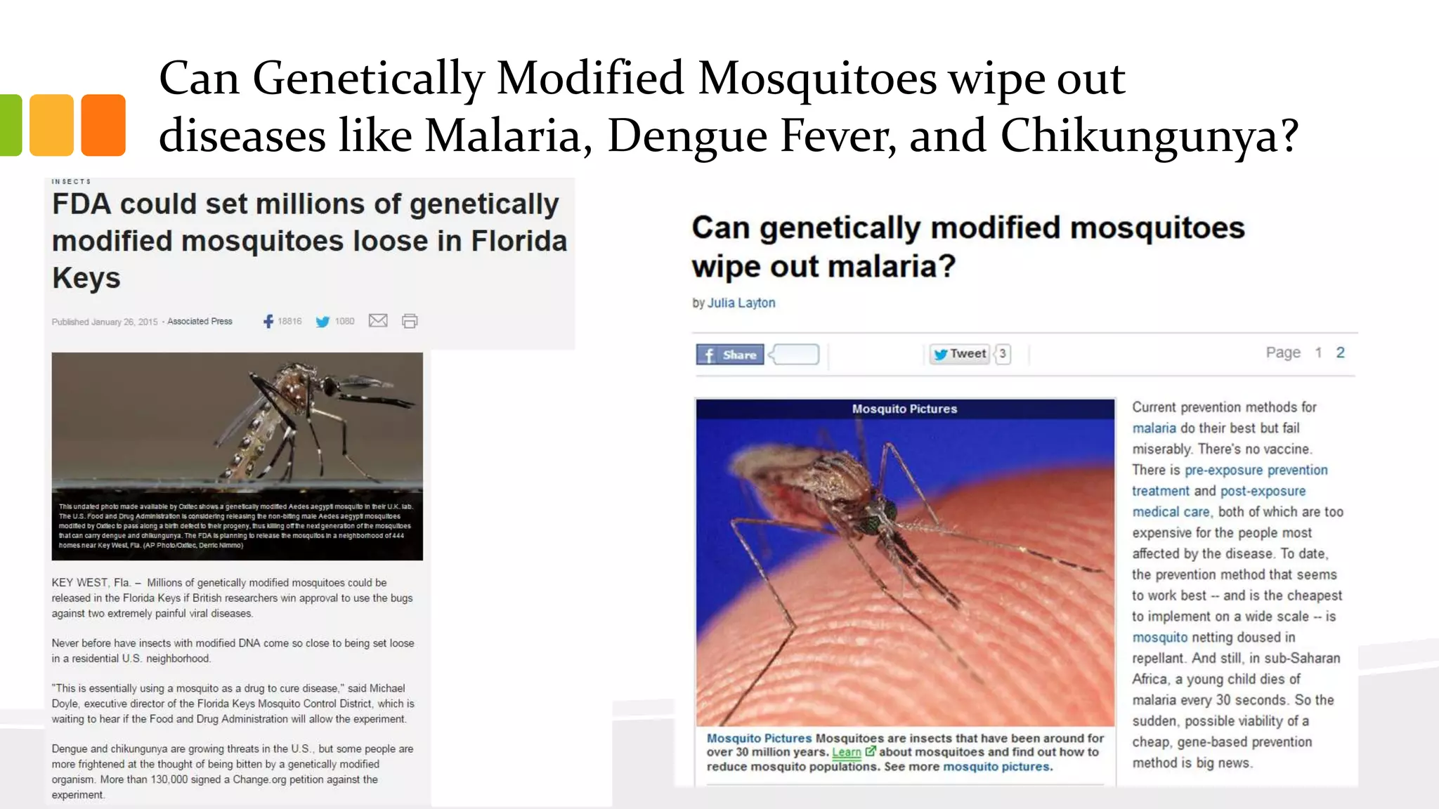 Can Genetically Modified Mosquitoes wipe out
diseases like Malaria, Dengue Fever, and Chikungunya?
 