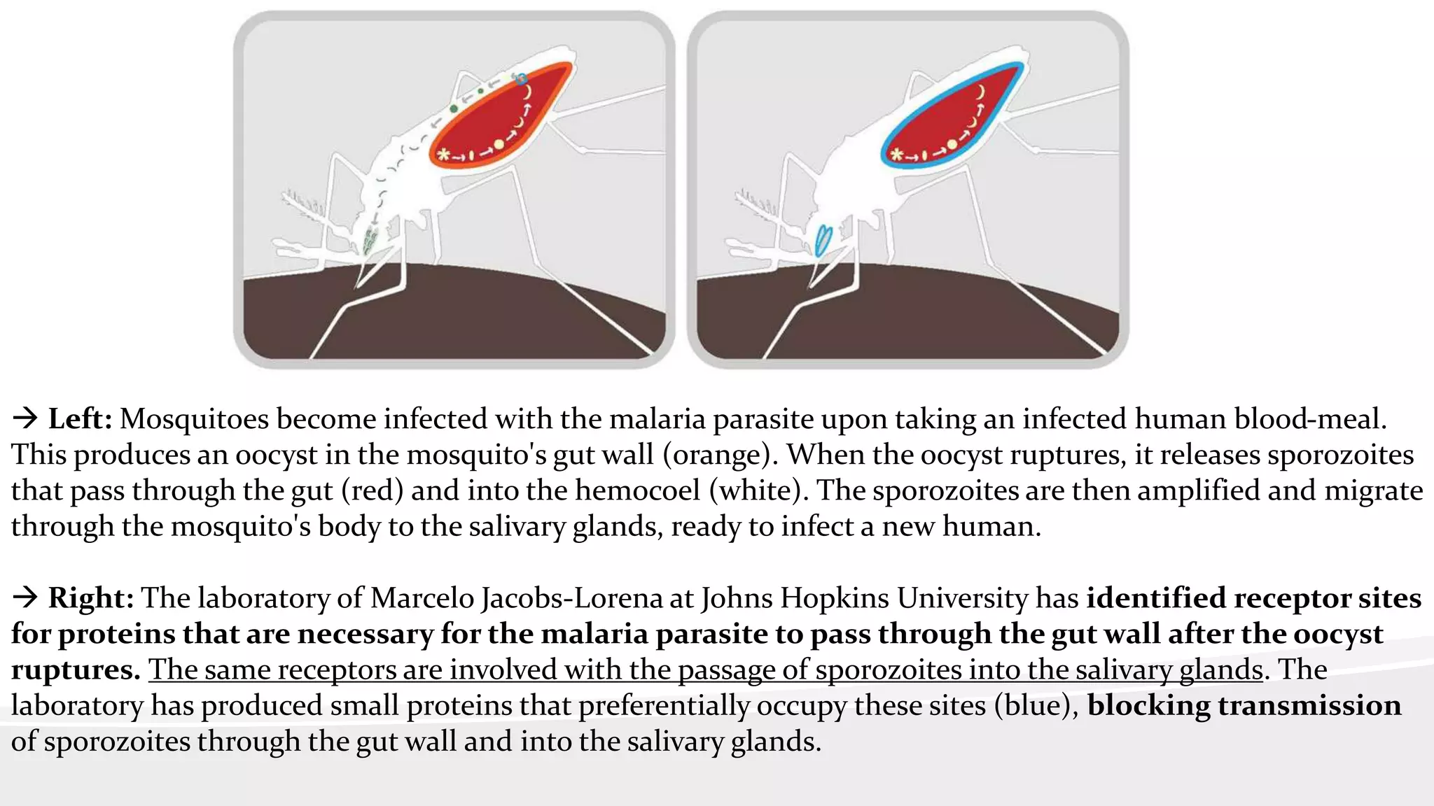  Left: Mosquitoes become infected with the malaria parasite upon taking an infected human blood-meal.
This produces an oocyst in the mosquito's gut wall (orange). When the oocyst ruptures, it releases sporozoites
that pass through the gut (red) and into the hemocoel (white). The sporozoites are then amplified and migrate
through the mosquito's body to the salivary glands, ready to infect a new human.
 Right: The laboratory of Marcelo Jacobs-Lorena at Johns Hopkins University has identified receptor sites
for proteins that are necessary for the malaria parasite to pass through the gut wall after the oocyst
ruptures. The same receptors are involved with the passage of sporozoites into the salivary glands. The
laboratory has produced small proteins that preferentially occupy these sites (blue), blocking transmission
of sporozoites through the gut wall and into the salivary glands.
 