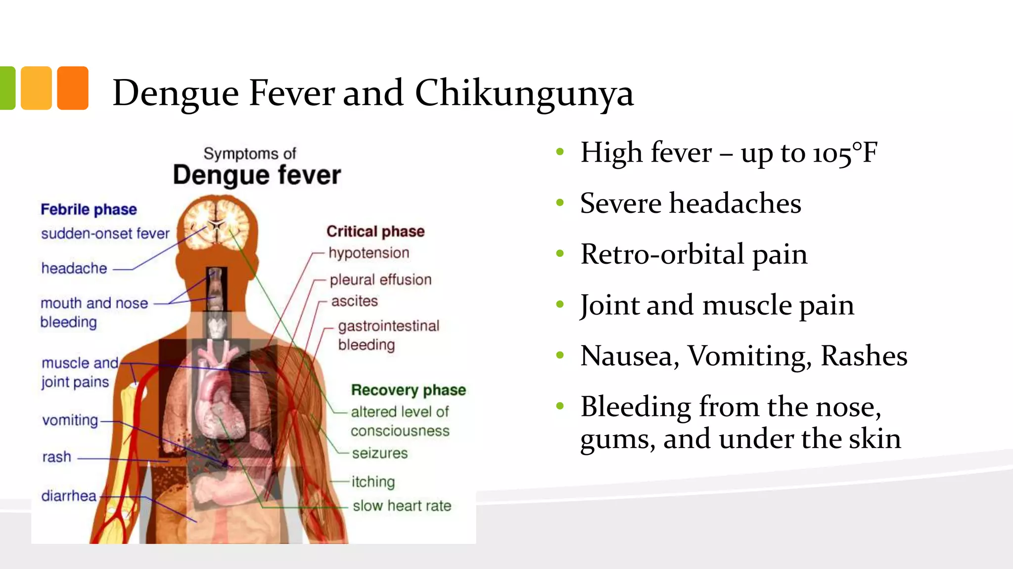 Dengue Fever and Chikungunya
• High fever – up to 105°F
• Severe headaches
• Retro-orbital pain
• Joint and muscle pain
• Nausea, Vomiting, Rashes
• Bleeding from the nose,
gums, and under the skin
 