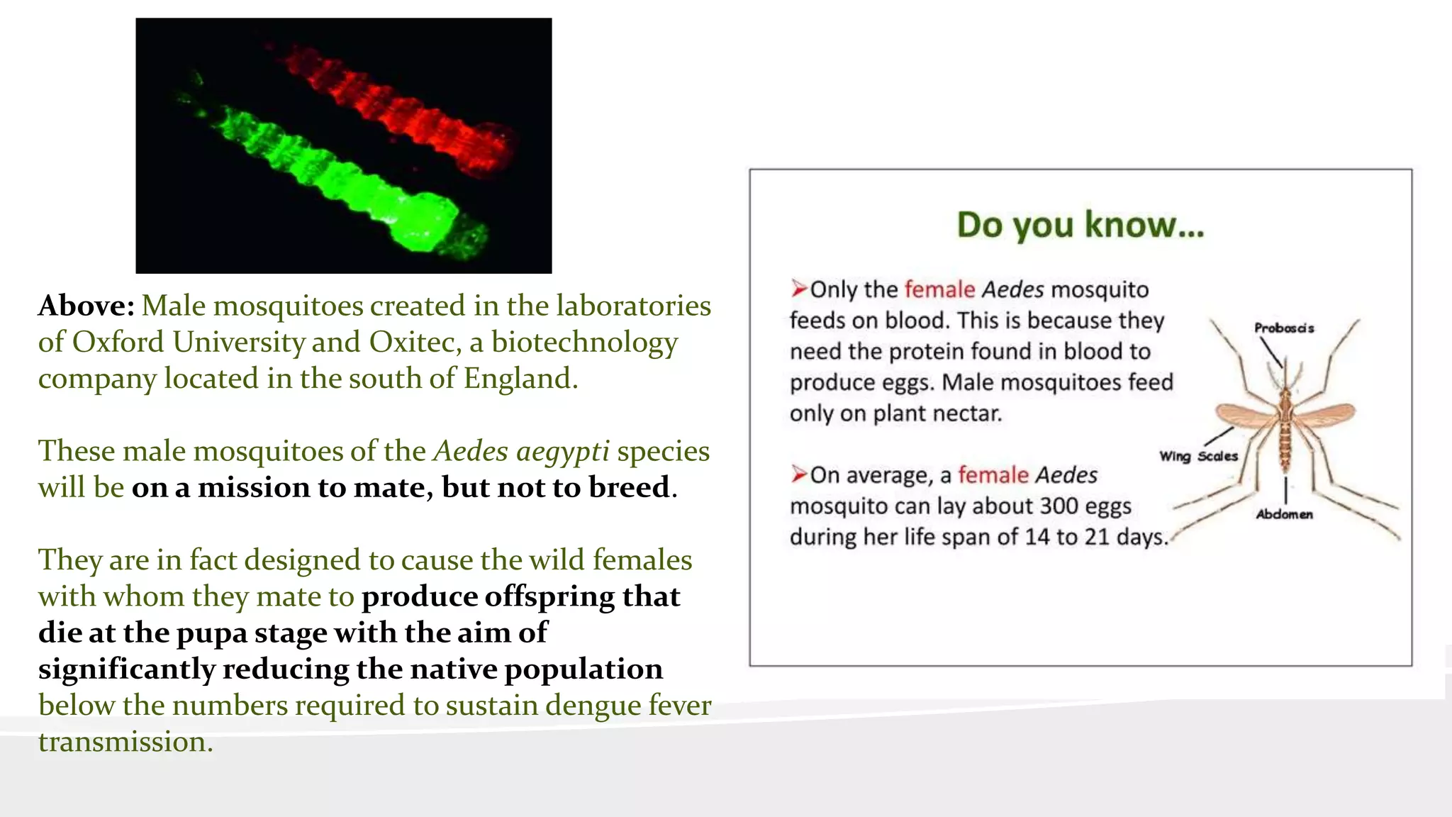 Above: Male mosquitoes created in the laboratories
of Oxford University and Oxitec, a biotechnology
company located in the south of England.
These male mosquitoes of the Aedes aegypti species
will be on a mission to mate, but not to breed.
They are in fact designed to cause the wild females
with whom they mate to produce offspring that
die at the pupa stage with the aim of
significantly reducing the native population
below the numbers required to sustain dengue fever
transmission.
 