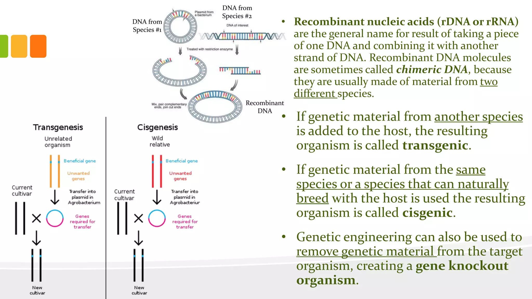DNA from
Species #1
DNA from
Species #2
Recombinant
DNA
• Recombinant nucleic acids (rDNA or rRNA)
are the general name for result of taking a piece
of one DNA and combining it with another
strand of DNA. Recombinant DNA molecules
are sometimes called chimeric DNA, because
they are usually made of material from two
different species.
• If genetic material from another species
is added to the host, the resulting
organism is called transgenic.
• If genetic material from the same
species or a species that can naturally
breed with the host is used the resulting
organism is called cisgenic.
• Genetic engineering can also be used to
remove genetic material from the target
organism, creating a gene knockout
organism.
 