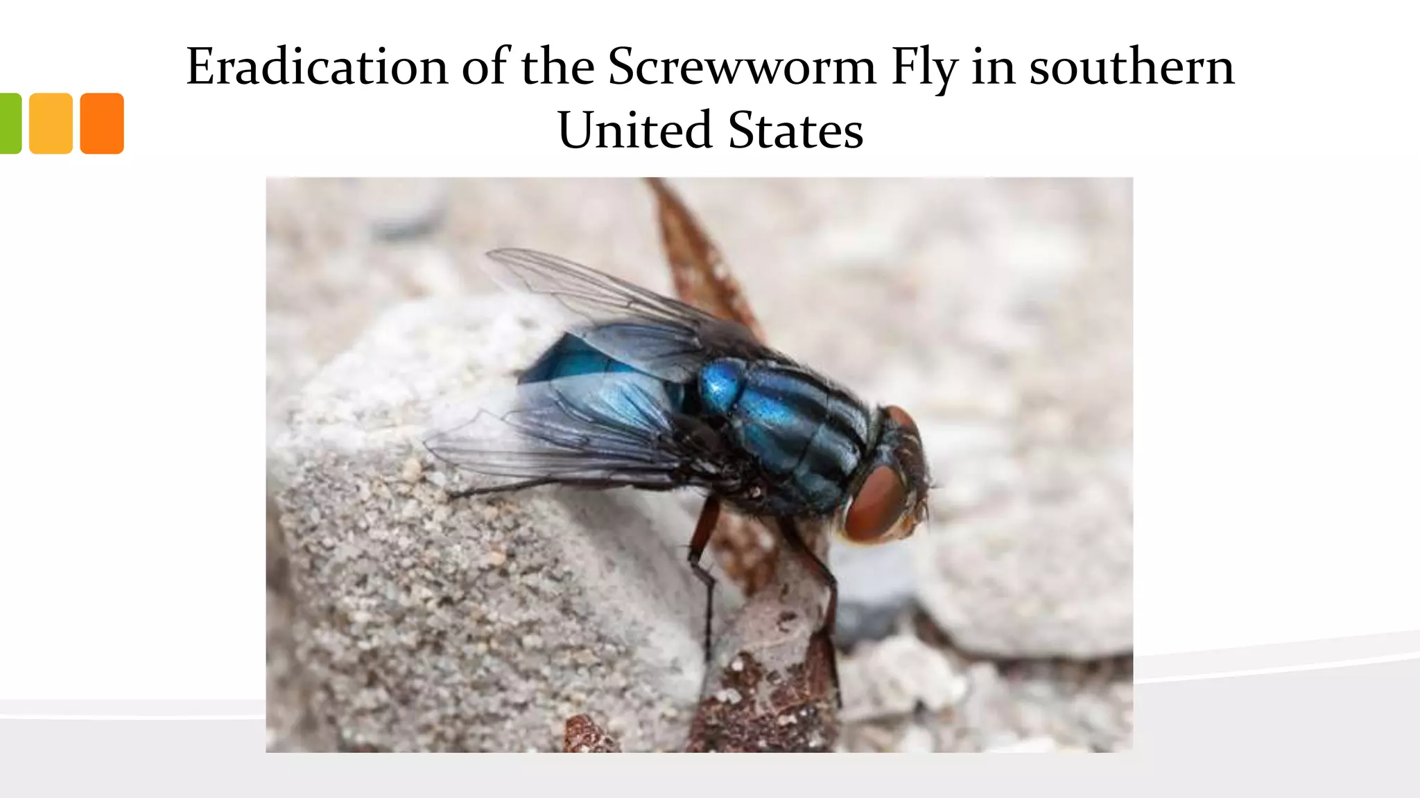 Eradication of the Screwworm Fly in southern
United States
 