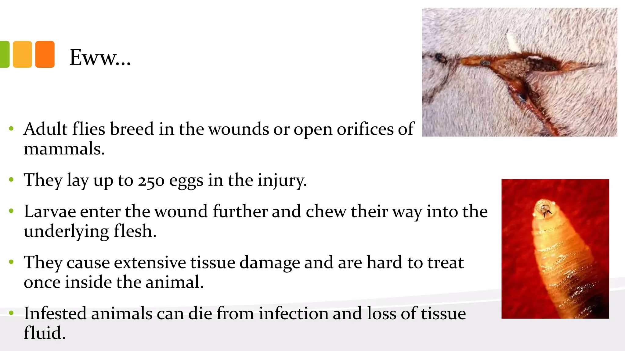 Eww…
• Adult flies breed in the wounds or open orifices of
mammals.
• They lay up to 250 eggs in the injury.
• Larvae enter the wound further and chew their way into the
underlying flesh.
• They cause extensive tissue damage and are hard to treat
once inside the animal.
• Infested animals can die from infection and loss of tissue
fluid.
 
