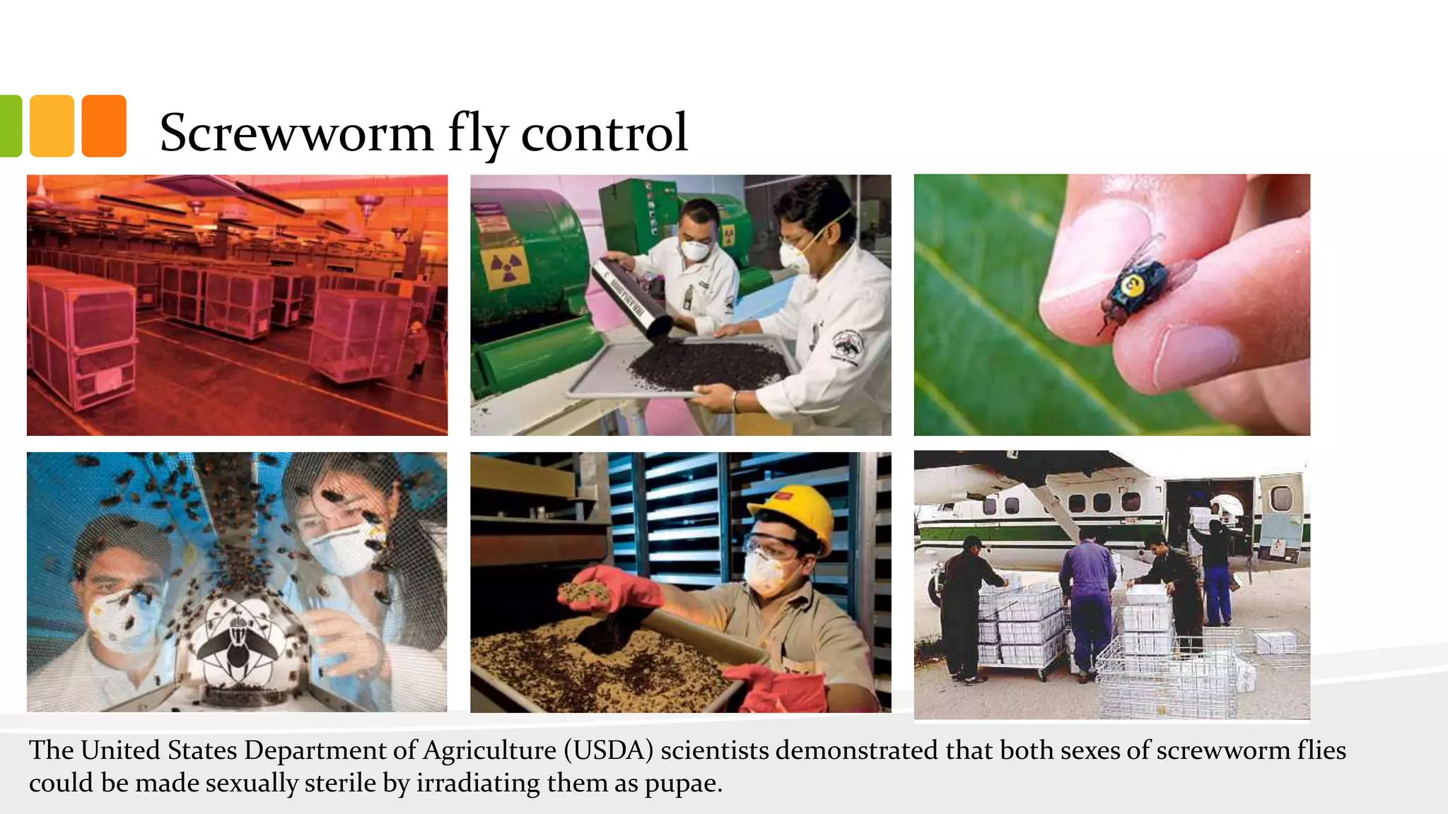 Screwworm fly control
The United States Department of Agriculture (USDA) scientists demonstrated that both sexes of screwworm flies
could be made sexually sterile by irradiating them as pupae.
 
