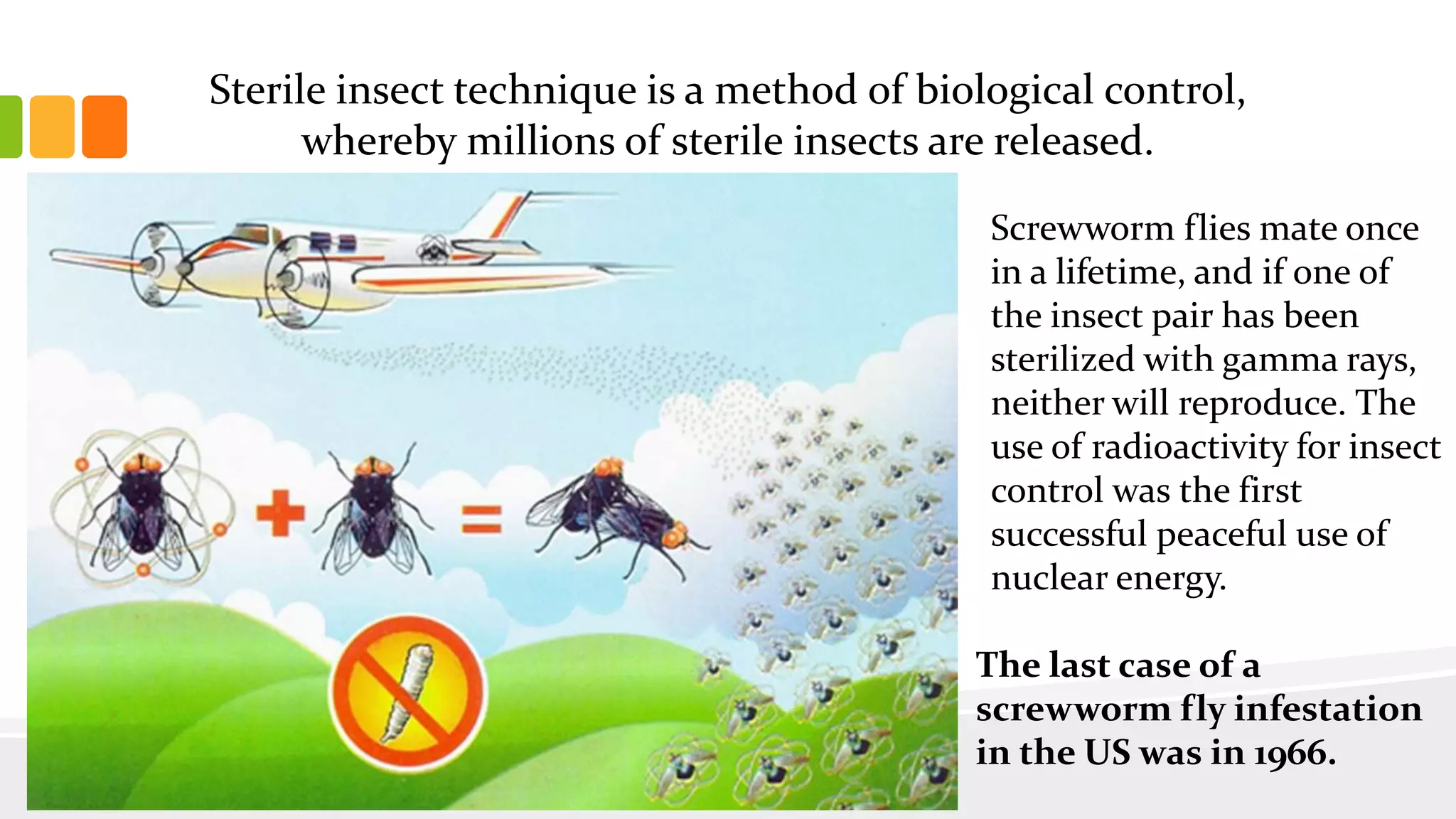 Sterile insect technique is a method of biological control,
whereby millions of sterile insects are released.
Screwworm flies mate once
in a lifetime, and if one of
the insect pair has been
sterilized with gamma rays,
neither will reproduce. The
use of radioactivity for insect
control was the first
successful peaceful use of
nuclear energy.
The last case of a
screwworm fly infestation
in the US was in 1966.
 