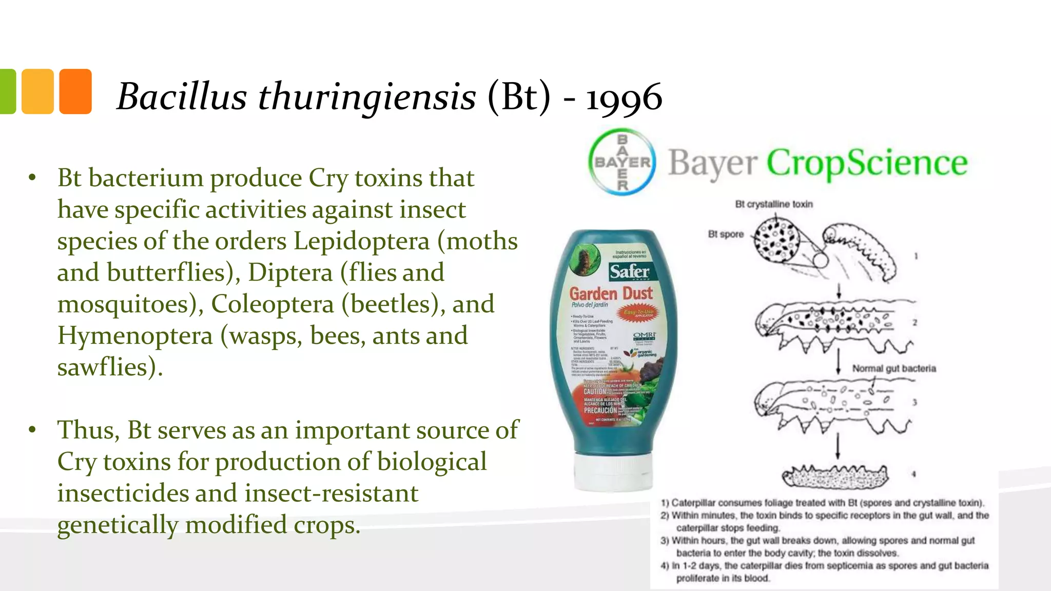 • Bt bacterium produce Cry toxins that
have specific activities against insect
species of the orders Lepidoptera (moths
and butterflies), Diptera (flies and
mosquitoes), Coleoptera (beetles), and
Hymenoptera (wasps, bees, ants and
sawflies).
• Thus, Bt serves as an important source of
Cry toxins for production of biological
insecticides and insect-resistant
genetically modified crops.
Bacillus thuringiensis (Bt) - 1996
 