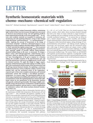 LETTER doi:10.1038/nature11223
Synthetic homeostatic materials with
chemo-mechano-chemical self-regulation
Ximin He1,2
, Michael Aizenberg2
, Olga Kuksenok3
, Lauren D. Zarzar4
, Ankita Shastri4
, Anna C. Balazs3
& Joanna Aizenberg1,2,4
Living organisms have unique homeostatic abilities, maintaining
tight control of their local environment through interconversions
of chemical and mechanical energy and self-regulating feedback
loops organized hierarchically across many length scales1–7
. In con-
trast, most synthetic materials are incapable of continuous self-
monitoring and self-regulating behaviour owing to their limited
single-directional chemomechanical7–12
or mechanochemical13,14
modes. Applying the concept of homeostasis to the design of
autonomous materials15
would have substantial impacts in areas
ranging from medical implants that help stabilize bodily functions
to ‘smart’ materials that regulate energy usage2,16,17
. Here we present
a versatilestrategyfor creating self-regulating, self-powered,homeo-
static materials capable of precisely tailored chemo-mechano-
chemical feedback loops on the nano- or microscale. We design a
bilayer system with hydrogel-supported, catalyst-bearing micro-
structures, which are separated from a reactant-containing ‘nutri-
ent’ layer. Reconfiguration of the gel in response to a stimulus
induces the reversible actuation of the microstructures into and
out of the nutrient layer,and serves as a highly precise ‘on/off’ switch
for chemical reactions. We apply this design to trigger organic,
inorganicand biochemicalreactions that undergo reversible,repeat-
able cycles synchronized with the motion of the microstructures and
the driving external chemical stimulus. By exploiting a continuous
feedback loop between various exothermic catalytic reactions in the
nutrient layer and the mechanical action of the temperature-
responsive gel, wethen create exemplary autonomous,self-sustained
homeostatic systems that maintain a user-defined parameter—
temperature—in a narrow range. The experimental results are vali-
dated using computational modelling that qualitatively captures the
essential features of the self-regulating behaviour and provides addi-
tional criteria for the optimization of the homeostatic function,
subsequently confirmed experimentally. This design is highly custo-
mizable owing tothe broad choice of chemistries, tunable mechanics
and its physical simplicity, and may lead to a variety of applications
in autonomous systems with chemo-mechano-chemical transduc-
tion at their core.
The survival of organisms relies on homeostatic functions such as
the maintenance of stable body temperature, blood pressure, pH and
sugar levels1,3,5–7
. This remarkable self-regulatory capability can be
traced tomacromolecularcomponentsthatconvertchemicalprocesses
into nano- or microscale motion and vice versa, such as ATP synthesis5
and muscle contraction4,7
, thereby mechanically mediating the coup-
ling of a wide range of disparate chemical signals1,2
. Despite its import-
ance in living systems, the concept of homeostasis and self-regulation
has not been applied extensively to man-made materials, with the
result that many are energy inefficient or fail when subject to minor
perturbations. Synthetic materials typically sense or actuate only along
a single chemomechanical8–12
(C R M) or mechanochemical13,14
(M R C) route, and are generally incapable of integration into feed-
back mechanisms that necessarily incorporate both pathways
(C1 R M R C2 or C /? M). There are a few stimuli-responsive drug
delivery systems, which utilize chemo-mechano-chemical elements
that lead to the release of certain molecules to target locations18–20
.
Select oscillating and non-oscillating reactions have been coupled to
reversible mechanical responses21–25
, yet systems that are driven by
such a limited chemical repertoire lack versatility and tunability.
Despite substantial efforts,artificial chemomechanicalsystems capable
of integration within hierarchical regimes, taking advantage of com-
partmentalization and partition26
, and offering smooth coupling of
microscopic and macroscopic signals with fast mechanical action4
and a wide range of chemical inputs and outputs remain a highly
desired butelusive goal16,17
.In responseto thesechallenges, wedescribe
here a new materials platform that can be designed to mediate a variety
of homeostatic feedback loops. The system, which we call SMARTS
(self-regulated mechanochemical adaptively reconfigurable tunable
system), reversibly transduces external or internal chemical inputsinto
user-defined chemical outputs via the on/off mechanical actuation of
microstructures.
The general, customizable design of SMARTS is presented in Fig. 1a.
Partly embedded in a hydrogel ‘muscle’, high-aspect-ratio ‘skeletal’
1
School of Engineering and Applied Sciences, Harvard University, Cambridge, Massachusetts 02138, USA. 2
Wyss Institute for Biologically Inspired Engineering, Harvard University, Cambridge,
Massachusetts 02138, USA. 3
Department of Chemical and Petroleum Engineering, University of Pittsburgh, Pittsburgh, Pennsylvania 15260, USA. 4
Department of Chemistry and Chemical Biology,
Harvard University, Cambridge, Massachusetts 02138, USA.
Reagents
Catalyst
Aqueous solution
Hydrogel
Epoxy
10 μm
z (μm)
18
12
0
Fluorescein
Rh B Posts
C1
On Off
Swollen Contracted
a
b c
d e
5 μm
10 μm
C1 M C2
Figure 1 | General design of SMARTS. a, Cross-section schematic. b, Three-
dimensional schematic. c, Top-view microscope images of upright and bent
microfins corresponding to on (left) and off (right) reaction states. d, Forty-
five-degree side-view (left) and top-view (right) scanning electron microscope
images of 2-mm-wide, 10-mm-long, 18-mm-high microfins with the catalyst
particles on tips (inset). e, Three-dimensional confocal microscope image of a
hydrogel-embedded, 18-mm-tall post array immersed in a bilayer liquid
labelled with fluorescein and rhodamine B, showing the interface height to be
12 mm (Supplementary Fig. 2).
2 1 4 | N A T U R E | V O L 4 8 7 | 1 2 J U L Y 2 0 1 2
Macmillan Publishers Limited. All rights reserved©2012
 