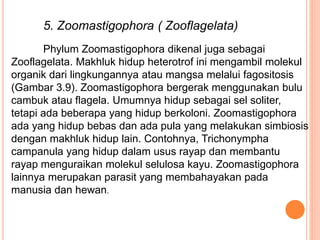 5. Zoomastigophora ( Zooflagelata)
Phylum Zoomastigophora dikenal juga sebagai
Zooflagelata. Makhluk hidup heterotrof ini mengambil molekul
organik dari lingkungannya atau mangsa melalui fagositosis
(Gambar 3.9). Zoomastigophora bergerak menggunakan bulu
cambuk atau flagela. Umumnya hidup sebagai sel soliter,
tetapi ada beberapa yang hidup berkoloni. Zoomastigophora
ada yang hidup bebas dan ada pula yang melakukan simbiosis
dengan makhluk hidup lain. Contohnya, Trichonympha
campanula yang hidup dalam usus rayap dan membantu
rayap menguraikan molekul selulosa kayu. Zoomastigophora
lainnya merupakan parasit yang membahayakan pada
manusia dan hewan.
 
