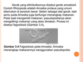 Gerak yang ditimbulkannya disebut gerak amoeboid.
Contoh Rhizopoda adalah Amoeba proteus yang umum
ditemukan di perairan tawar. Selain sebagai alat gerak, kaki
semu pada Amoeba juga berfungsi menangkap makanan.
Pada saat mengambil makanan, pseudopodianya akan
mengelilingi makanan yang akan dimakan. Proses ini
disebut fagositosis (Gambar 3.4).
Gambar 3.4 Fagositosis pada Amoeba. Amoeba
menangkap makanannya menggunakan pseudopodia.
 