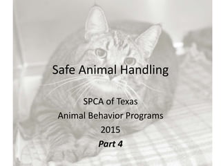 Safe Animal Handling
SPCA of Texas
Animal Behavior Programs
2015
Part 4
 