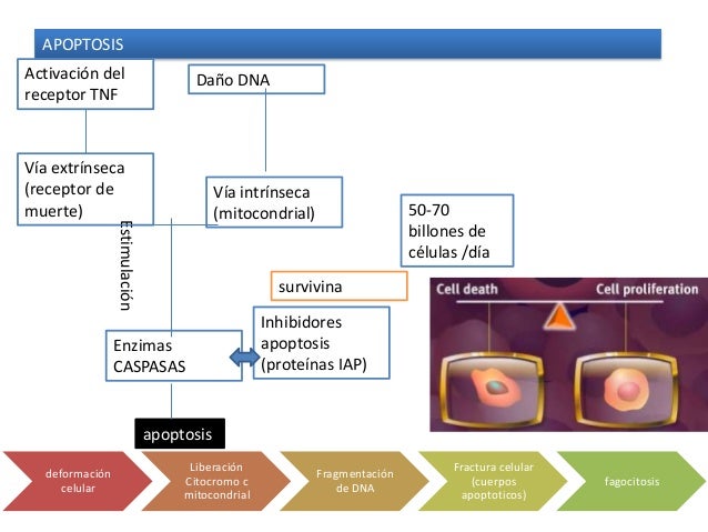 Marca y cuales la presión arterial normal