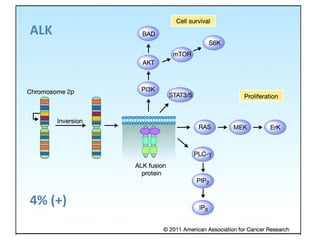 ALK
4% (+)
 
