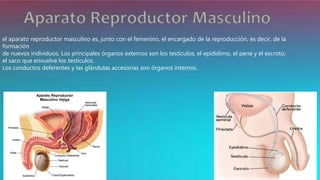 el aparato reproductor masculino es, junto con el femenino, el encargado de la reproducción, es decir, de la
formación
de nuevos individuos. Los principales órganos externos son los testículos, el epidídimo, el pene y el escroto,
el saco que envuelve los testículos.
Los conductos deferentes y las glándulas accesorias son órganos internos.
 