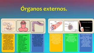 Testículos: son los
principales órganos del
sistema reproductor
masculino. Producen
las células
espermáticas y las
hormonas sexuales
masculinas. Se
encuentran alojados
en el escroto o saco
escrotal, que es un
conjunto de envolturas
que cubre y aloja a los
testículos en el varón.
Cuerpo esponjoso : es
la ´mas pequeña del
tejido eréctil se
encuentra en el interior
del pene . Su función
es la de evitar que
durante la erección, se
comprima la uretra,
conducto por el que
son expulsados el
semen y la orina
Cuerpo cavernoso: los
cuerpos cavernosos
constituyen un par de
columas de tejido
eréctil situadas en la
parte superior del pene
que se llenan de
sangre durante las
erecciones.
Epididimo:
Es el responsable de la
maduración y la
activación de los
espermatozoides los
cuales requieren entre
10 y 14 días
Conducto deferente:
Son un par de
conductos rodeados de
musculo liso , cada uno
de 30 cm de
largo,aprox, que
conecta al epidídimo
con los conductos
eyaculatorios
,intermediando el
recorrido del semen
Órganos externos.
Pene: es el órgano
copulador
masculino, que
interviene además
en la excreción
urinaria. Esta
formado por el
cuerpo esponjoso
y los cuerpos
cavernosos, una
de sus facultades
es depositar el
esperma durante el
coito
 