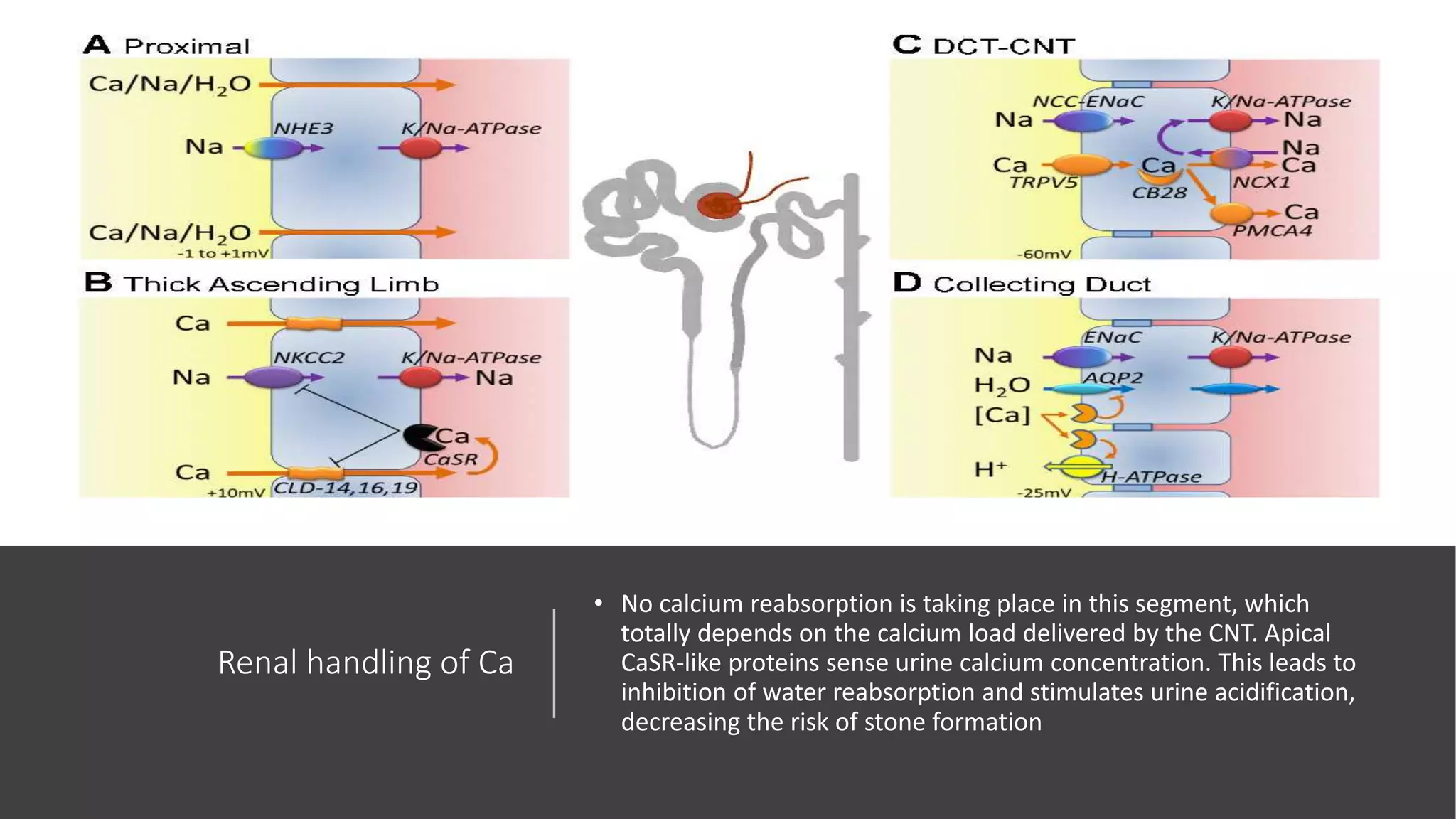 Renal handling of Ca
• No calcium reabsorption is taking place in this segment, which
totally depends on the calcium load delivered by the CNT. Apical
CaSR-like proteins sense urine calcium concentration. This leads to
inhibition of water reabsorption and stimulates urine acidification,
decreasing the risk of stone formation
 