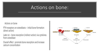 Actions on bone:
 