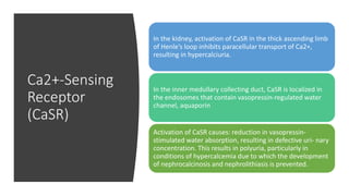 Ca2+-Sensing
Receptor
(CaSR)
In the kidney, activation of CaSR in the thick ascending limb
of Henle’s loop inhibits paracellular transport of Ca2+,
resulting in hypercalciuria.
In the inner medullary collecting duct, CaSR is localized in
the endosomes that contain vasopressin-regulated water
channel, aquaporin
Activation of CaSR causes: reduction in vasopressin-
stimulated water absorption, resulting in defective uri- nary
concentration. This results in polyuria, particularly in
conditions of hypercalcemia due to which the development
of nephrocalcinosis and nephrolithiasis is prevented.
 