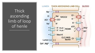 Thick
ascending
limb of loop
of henle
 