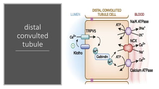 distal
convulted
tubule
 