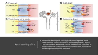 Renal handling of Ca
• No calcium reabsorption is taking place in this segment, which
totally depends on the calcium load delivered by the CNT. Apical
CaSR-like proteins sense urine calcium concentration. This leads to
inhibition of water reabsorption and stimulates urine acidification,
decreasing the risk of stone formation
 