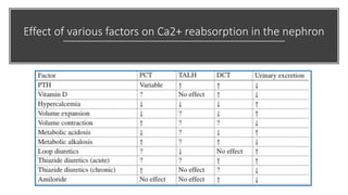 Effect of various factors on Ca2+ reabsorption in the nephron
 