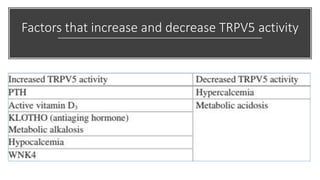 Factors that increase and decrease TRPV5 activity
 